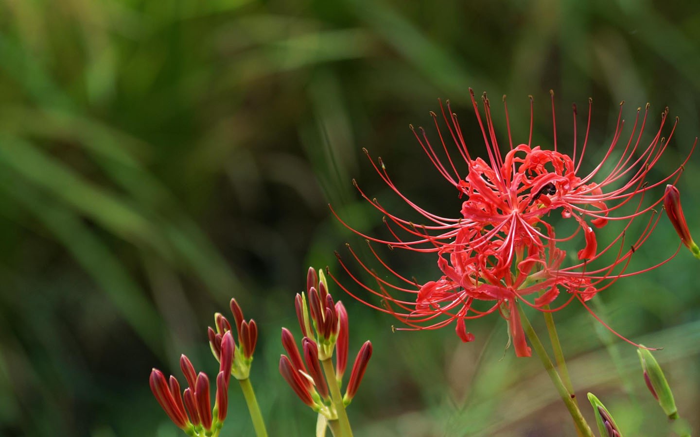 一片炽烈如火的彼岸花海，血红色的花瓣蜿蜒伸展，犹如地狱业火在幽冥中燃烧，勾勒出生命与死亡交织的凄美画卷。